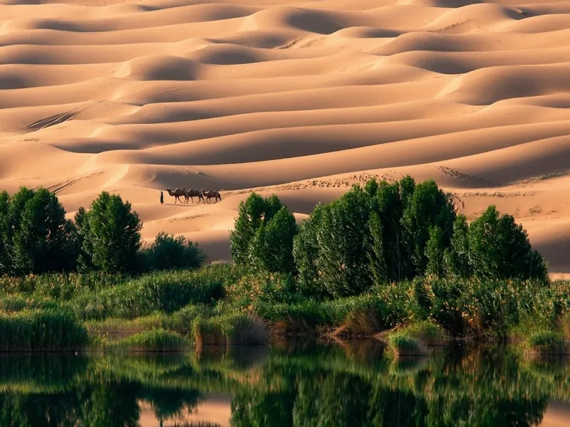 Dun, aque e verde nell'Oasi di Liwa, Oasi di Liwa