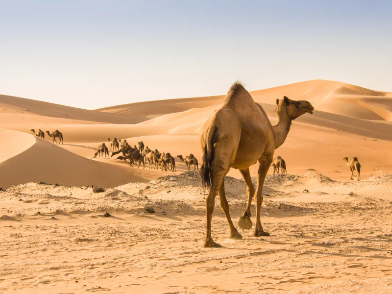 Mercato dei camelli nel deserto di Liwa, Oasi di Liwa