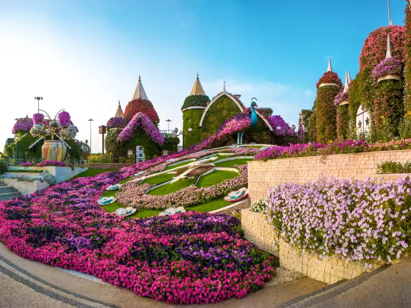 Fiori colorati del Miracle Garden, Miracle Garden Dubai